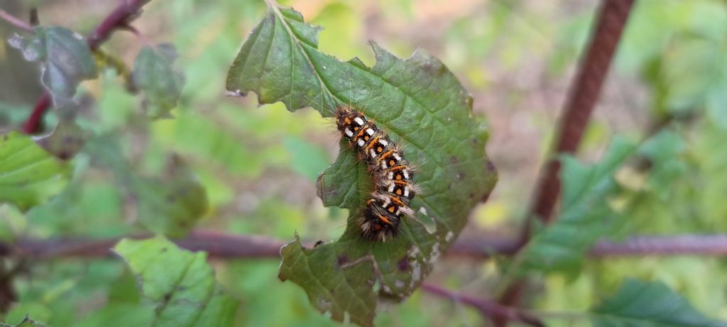 Acronicta (Viminia) rumicis - Noctuidae